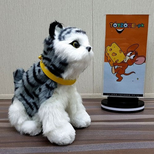 Punched face persian cat (black & grey)