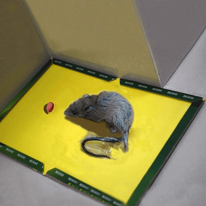 Mouse trap pack of 10