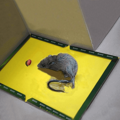 Mouse trap pack of 10